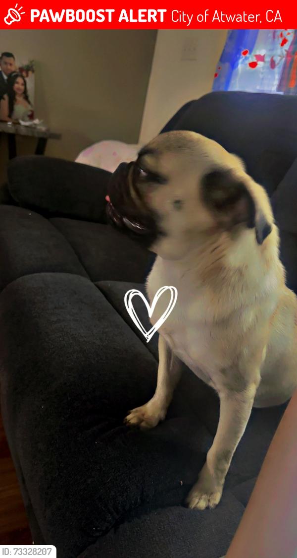 Lost Male Dog last seen Near gardenia dr atwater, City of Atwater, CA 953014869