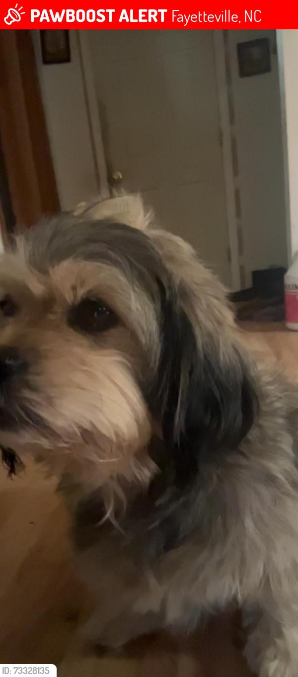 Lost Male Dog last seen Gavin Street and groom Street, Fayetteville, NC 28303