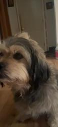Lost Male Dog last seen Gavin Street and groom Street, Fayetteville, NC 28303