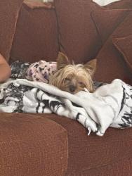 Reunited Female Dog last seen Jones and eden, Pueblo, CO 81005