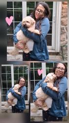 Reunited Male Dog last seen Germany Hollow Rd., Brandywine Manor hse, Lippett Rd., Honey Brook, PA 19344