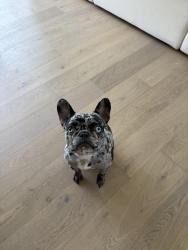 Lost Female Dog last seen Near n fitzhugh ave, Dallas, TX 75204