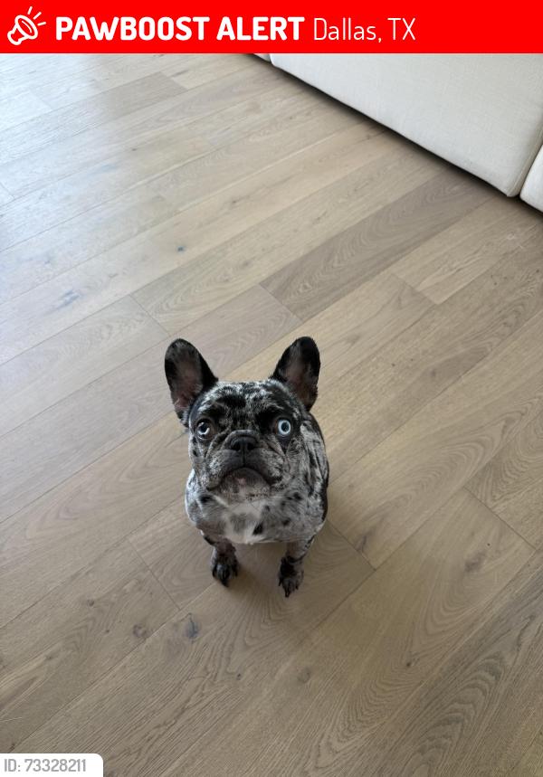 Lost Female Dog last seen Near n fitzhugh ave, Dallas, TX 75204