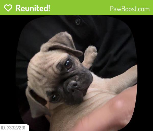 Reunited Male Dog last seen Near Reverend Wilson Ave, North Las Vegas, NV 89030, USA, North Las Vegas, NV 89030
