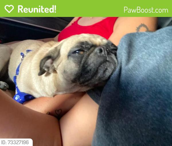 Reunited Female Dog last seen Near Reverend Wilson Ave, North Las Vegas, NV 89030, USA, North Las Vegas, NV 89030
