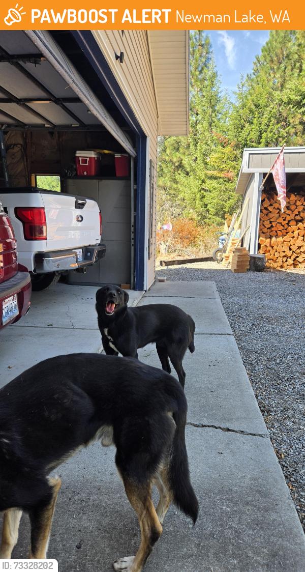 Found/Stray Male Dog last seen Foothills, Newman Lake, WA 99025