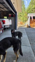 Found/Stray Male Dog last seen Foothills, Newman Lake, WA 99025