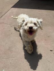 Found/Stray Male Dog last seen Chaparral st- residential area, Salinas, CA 93906