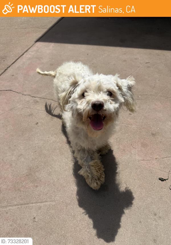 Found/Stray Male Dog last seen Chaparral st- residential area, Salinas, CA 93906