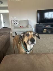 Reunited Female Dog last seen Reigert Rd and Rt 4, Hamilton, OH 45011