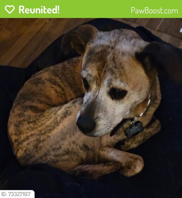 Reunited Female Dog last seen Summit Avenue, Greensboro, NC 27405