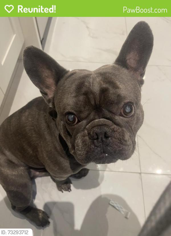 Reunited Male Dog last seen Blundell Road and Sidaway Road, Richmond, BC 