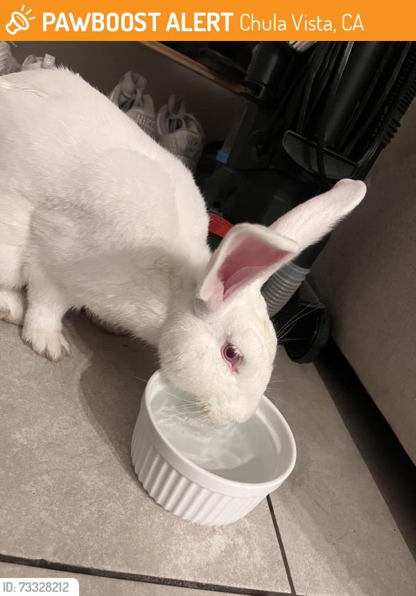 Found/Stray Male Rabbit last seen At the park behind the library on Orange ave, Chula Vista, CA 91911