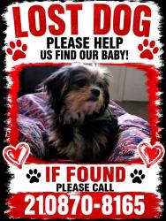 Lost Male Dog last seen HEB 24th and Culebra, San Antonio, TX 78228