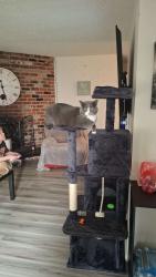 Lost Female Cat last seen NE padden Pkwy, Vancouver, WA 98682