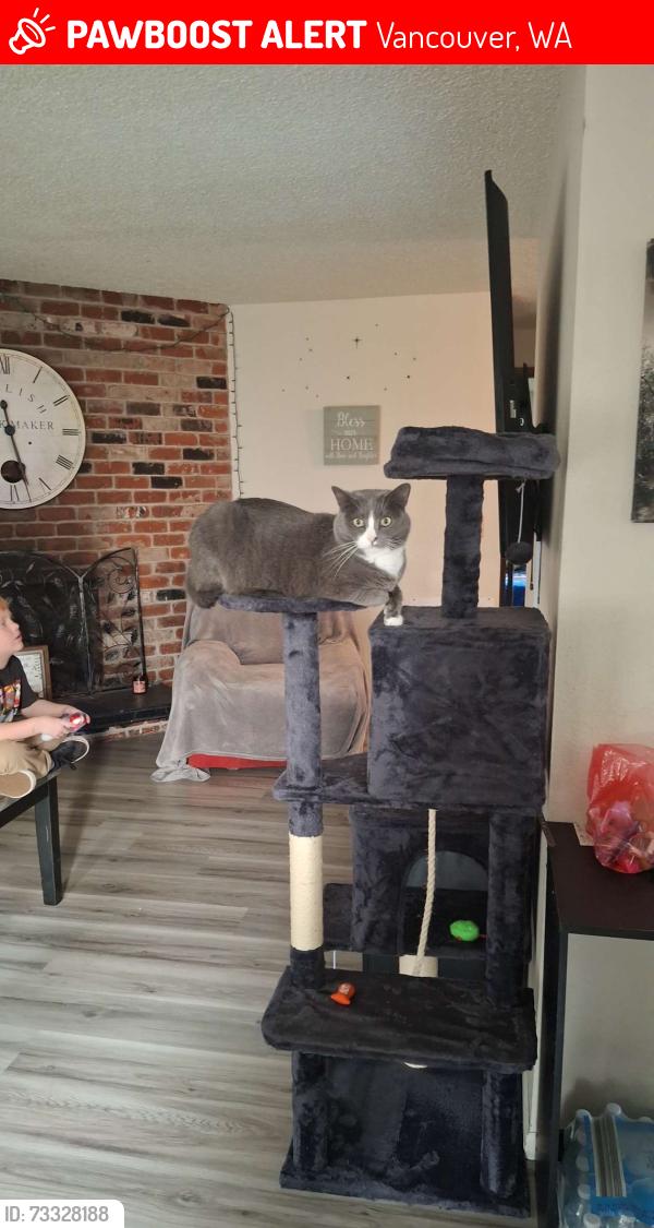 Lost Female Cat last seen NE padden Pkwy, Vancouver, WA 98682