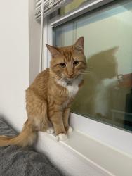 Reunited Male Cat last seen NE 108th St. and 2nd Ave., Miami-Dade County, FL 33161
