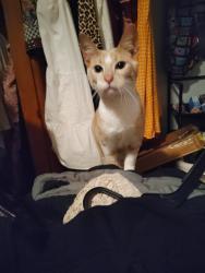 Reunited Male Cat last seen Ronald and Middle Lane ane, San Antonio, TX 78217