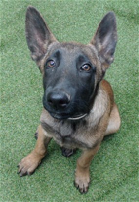 Shelter Stray Male Dog last seen , 11258 Garfield Ave, Downey, CA 90242, USA