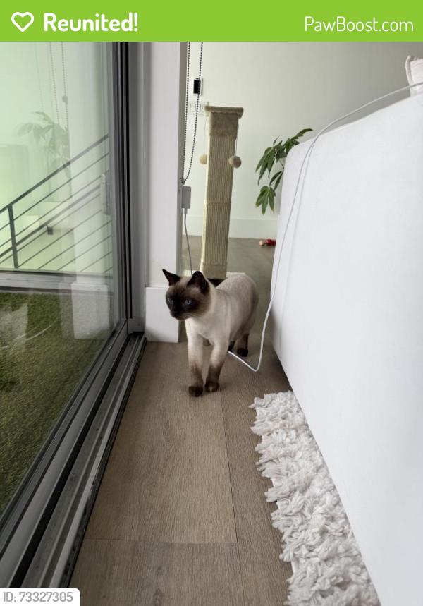 Reunited Unknown Cat last seen Santa Monica Blvd and Havenhurst, West Hollywood, CA 90046