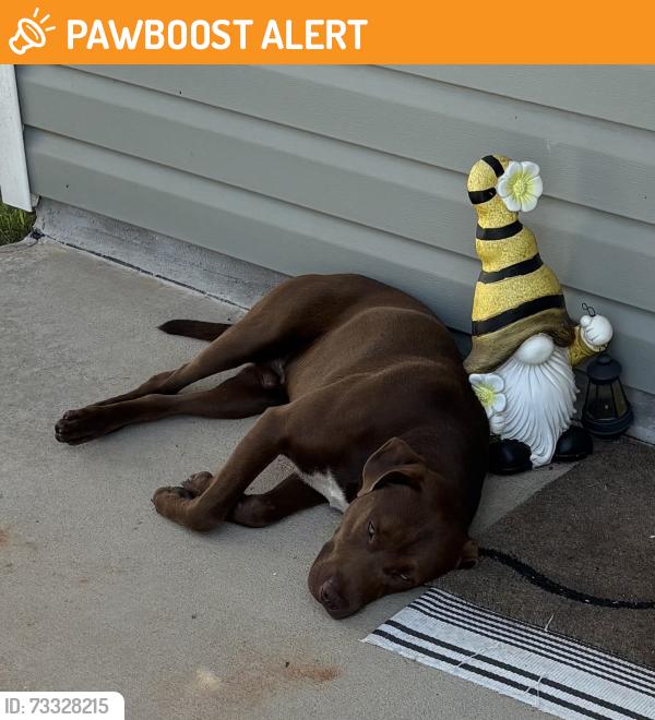 Found/Stray Male Dog last seen Sandifer rd, Spartanburg County, SC 29316