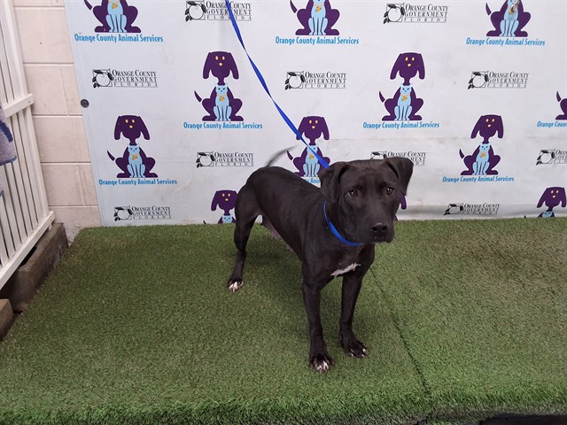 Shelter Stray Female Dog last seen , 2769 Conroy Rd, Orlando, FL 32839, USA