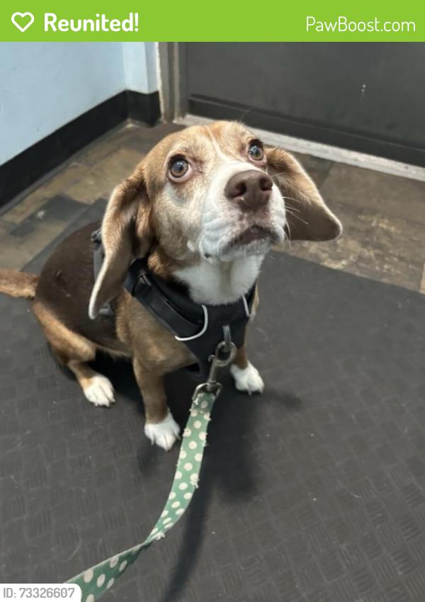 Reunited Female Dog last seen 51st & Baltimore, Philadelphia, PA 19143