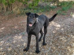 Shelter Stray Male Dog last seen NM HWY 4 MM 55 SANTA FE NM 87506, 100 Caja Del Rio Rd, Santa Fe, NM 87507, USA