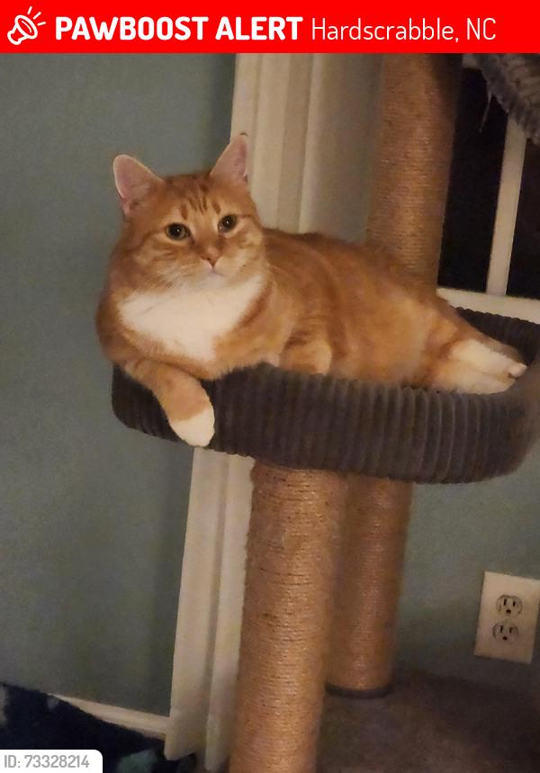 Lost Male Cat last seen Hardscrabble and Sagamore Drive, Hardscrabble, NC 27278