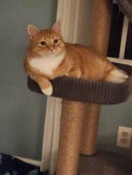 Lost Male Cat last seen Hardscrabble and Sagamore Drive, Hardscrabble, NC 27278