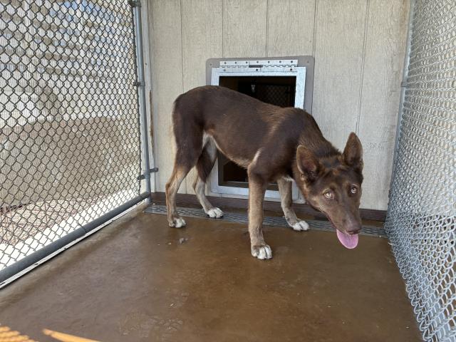 Shelter Stray Female Dog last seen Near BLOCK S G ST, 227 N D St, Perris, CA 92570, USA
