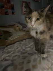 Reunited Female Cat last seen Cavalier, Circle Drive, Tempe, AZ 85288