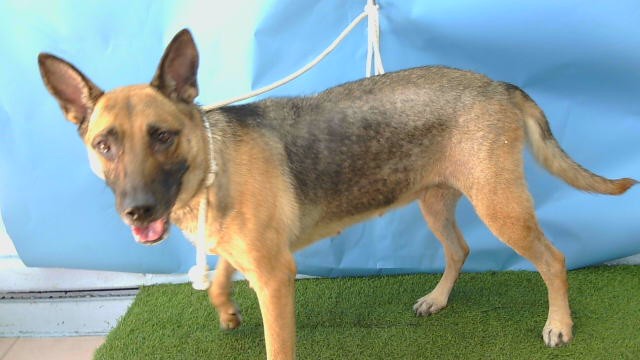Shelter Stray Female Dog last seen , 216 W Victoria St, Gardena, CA 90248, USA