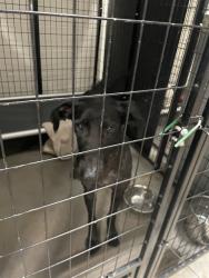 Shelter Stray Female Dog last seen BAUR BLVD, 10521 Baur Blvd, Olivette, MO 63132, USA