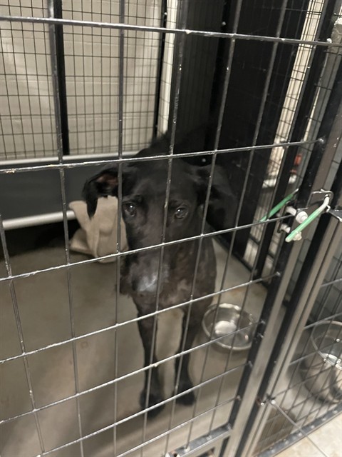 Shelter Stray Female Dog last seen BAUR BLVD, 10521 Baur Blvd, Olivette, MO 63132, USA