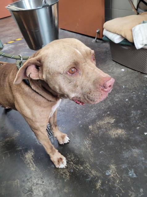 Shelter Stray Male Dog last seen , 957 N Gaffey St, San Pedro, CA 90731, USA