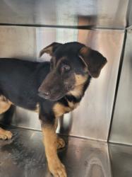 Shelter Stray Male Dog last seen , 957 N Gaffey St, San Pedro, CA 90731, USA