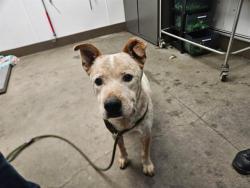 Shelter Stray Male Dog last seen , 4000 N Silverbell Rd, Tucson, AZ 85745, USA