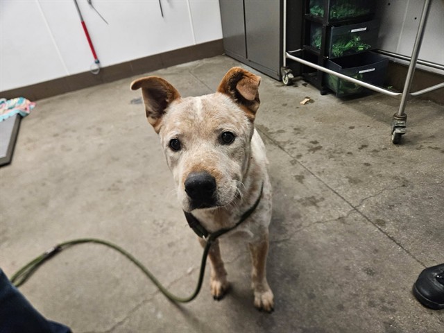 Shelter Stray Male Dog last seen , 4000 N Silverbell Rd, Tucson, AZ 85745, USA