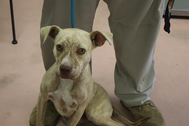 Shelter Stray Male Dog last seen Near BLOCK WINDSORWOOD CT, 127 Humane Ln, Columbia, SC 29201, USA