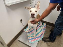 Shelter Stray Male Dog last seen , 4000 N Silverbell Rd, Tucson, AZ 85745, USA