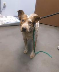 Shelter Stray Male Dog last seen Near BLOCK W MCDOWELL RD, 2500 S 27th Ave, Phoenix, AZ 85009, USA
