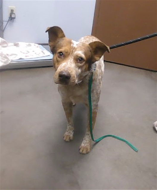 Shelter Stray Male Dog last seen Near BLOCK W MCDOWELL RD, 2500 S 27th Ave, Phoenix, AZ 85009, USA
