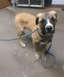 Shelter Stray Male Dog last seen WILD HORSE PASS BLVD AND I-10, 2500 S 27th Ave, Phoenix, AZ 85009, USA
