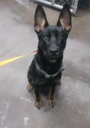 Shelter Stray Male Dog last seen 43RD AVE AND INDIAN SCHOOL RD, 2500 S 27th Ave, Phoenix, AZ 85009, USA