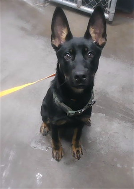 Shelter Stray Male Dog last seen 43RD AVE AND INDIAN SCHOOL RD, 2500 S 27th Ave, Phoenix, AZ 85009, USA