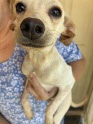 Shelter Stray Male Dog last seen YUMA RD AND RAINBOW RD, 2500 S 27th Ave, Phoenix, AZ 85009, USA