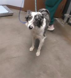 Shelter Stray Female Dog last seen 59TH AVE AND BELL RD, 2500 S 27th Ave, Phoenix, AZ 85009, USA