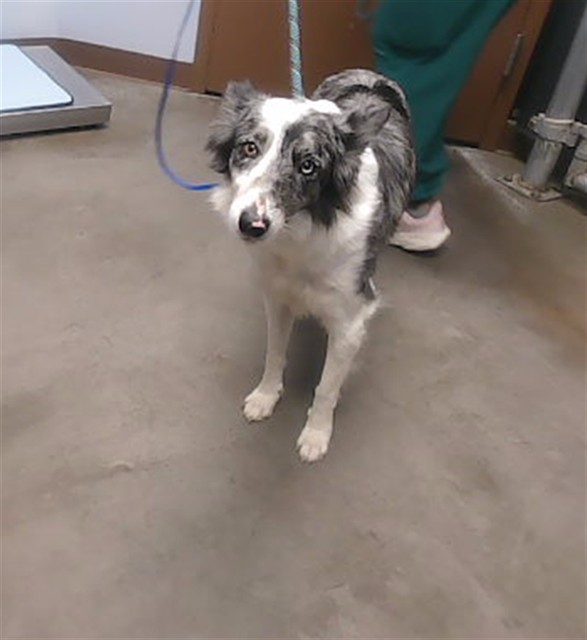 Shelter Stray Female Dog last seen 59TH AVE AND BELL RD, 2500 S 27th Ave, Phoenix, AZ 85009, USA