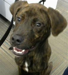 Shelter Stray Male Dog last seen SENECA, 2600 NE Perry Ave, Peoria, IL 61603, USA